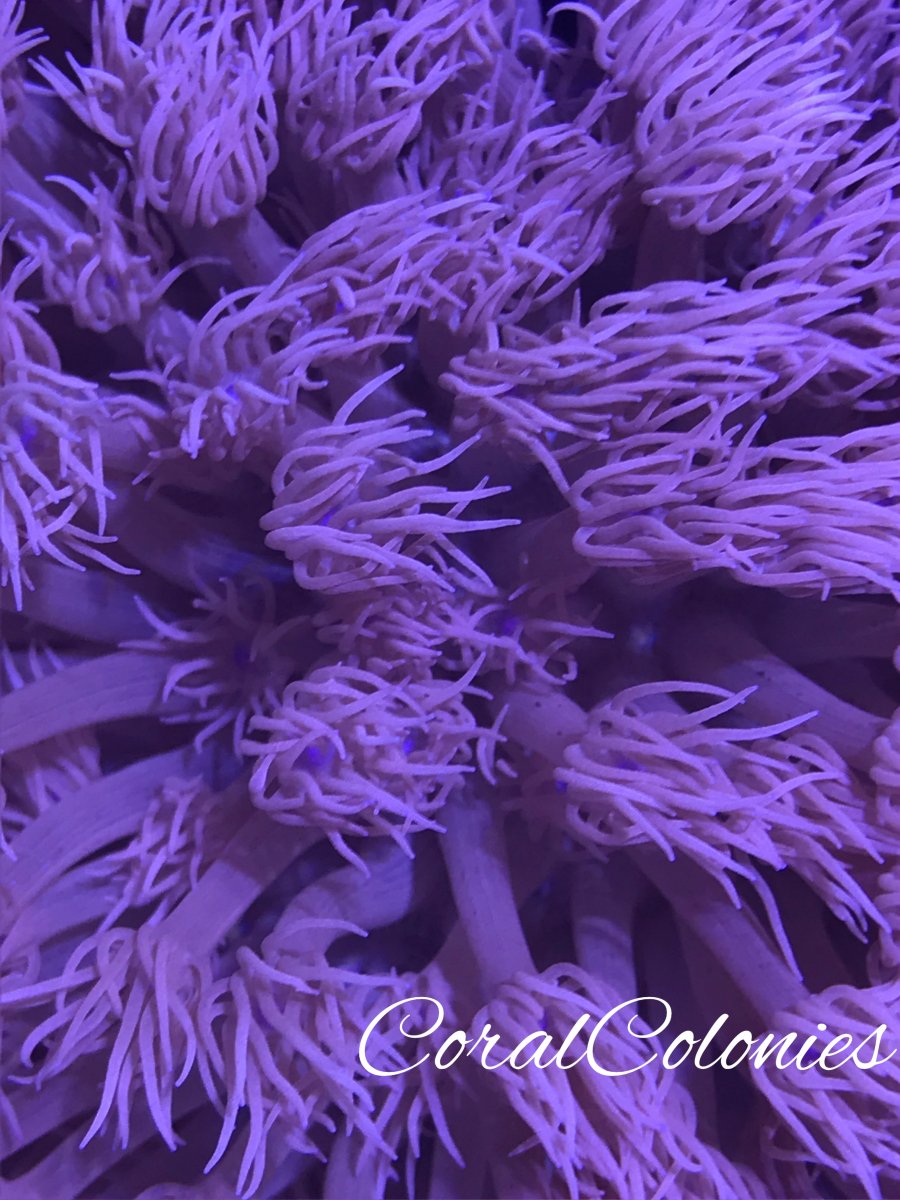 purple goni close up.jpg