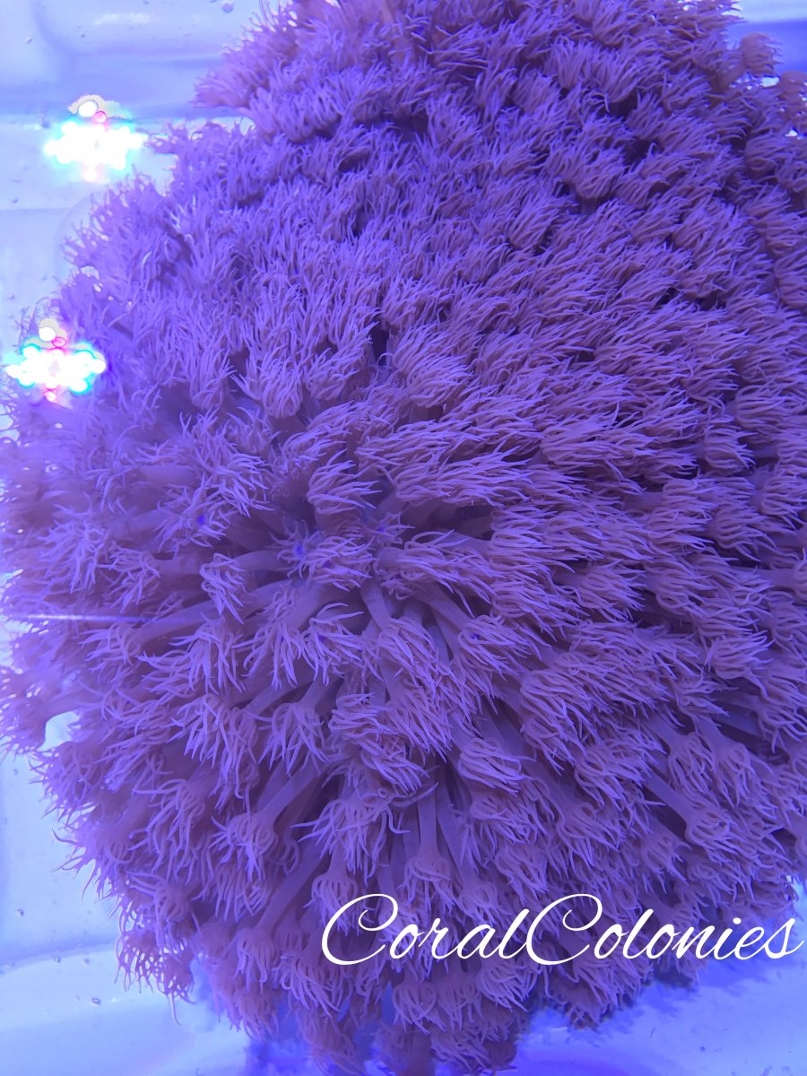 purple goni XL.jpg