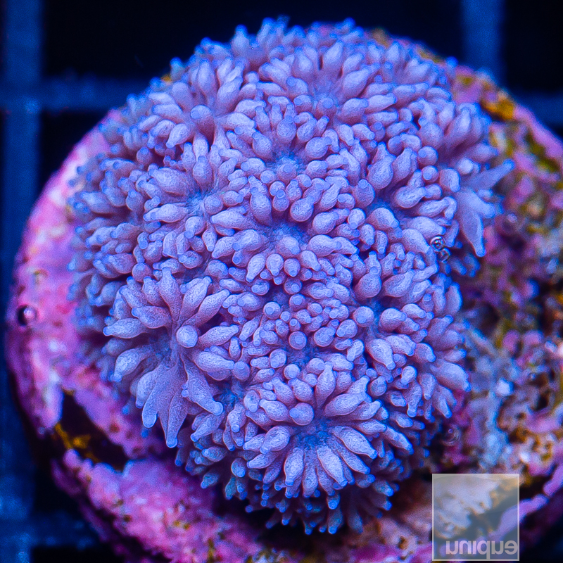 Purple Goniopora 29 18.JPG