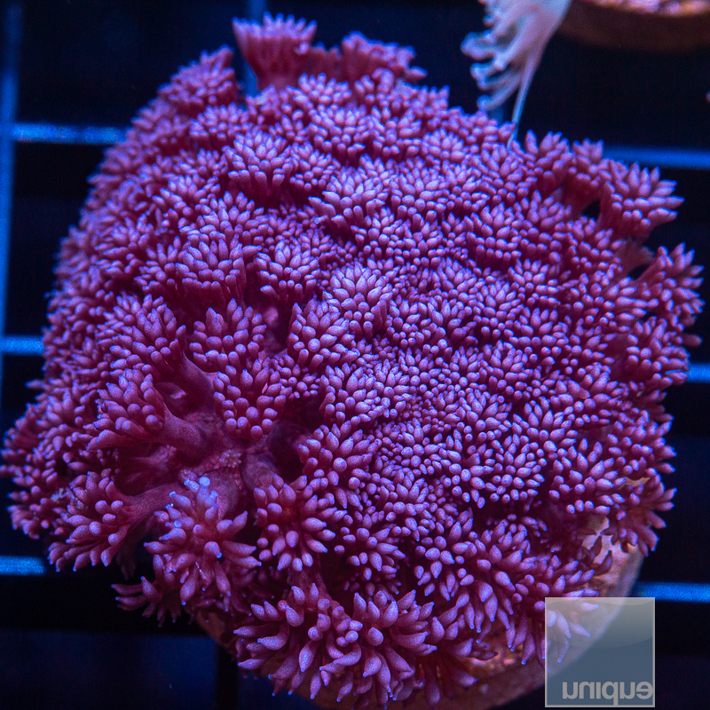 Purple Goniopora 42 27.JPG