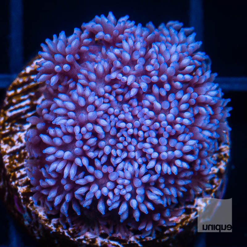 Purple Goniopora 49 30.jpg