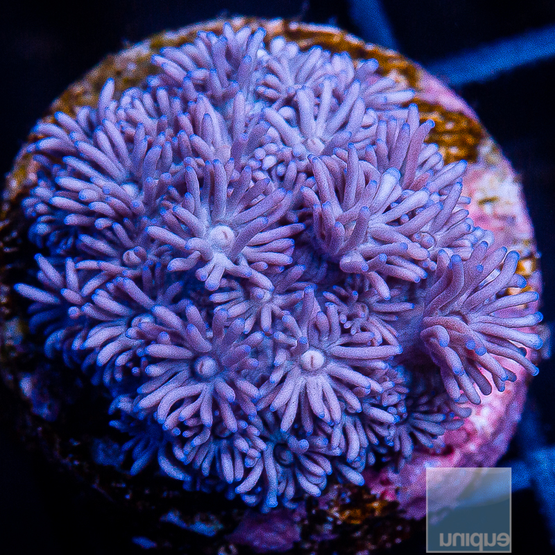 Purple Goniopora 49 32.JPG