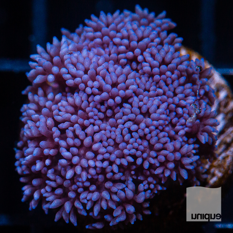 Purple Goniopora 54 32.jpg