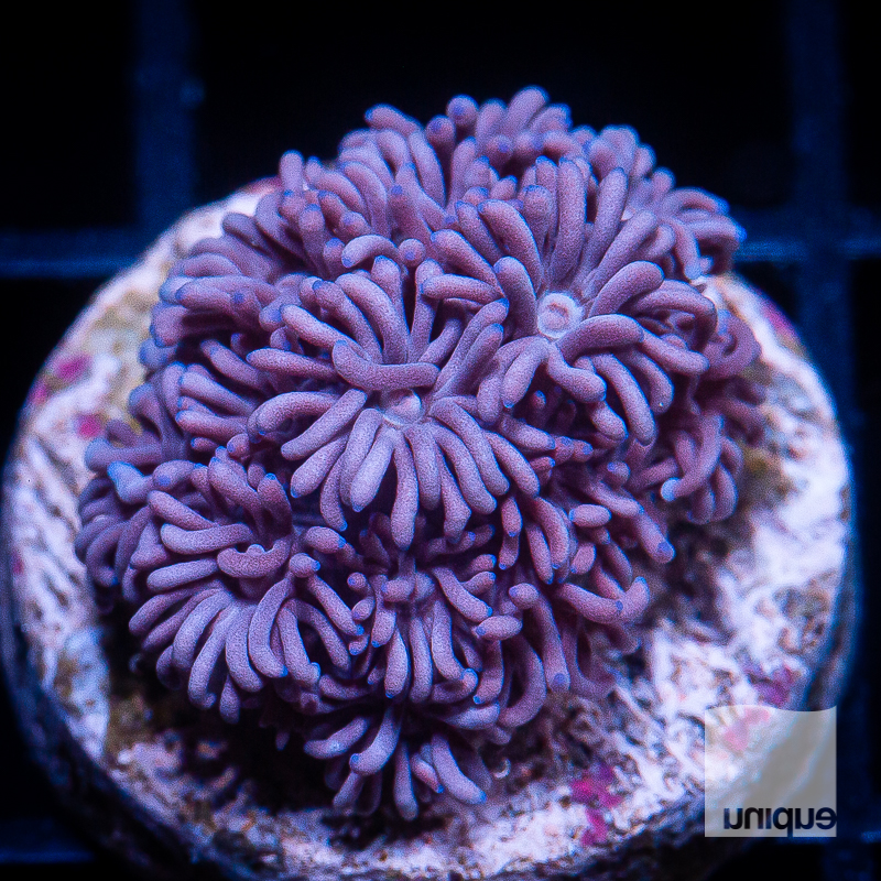 Purple Goniopora 59 34.jpg