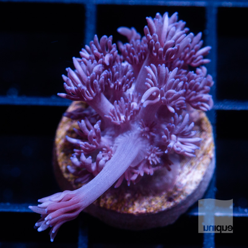 Purple Goniopora 59 42.jpg