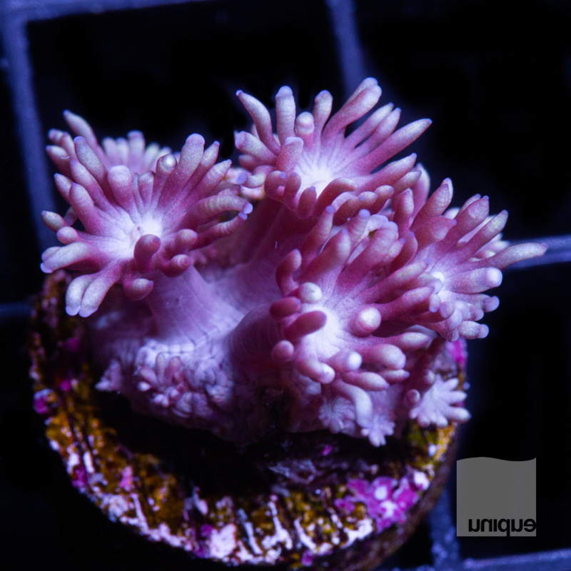 Purple Goniopora 79 56.jpg