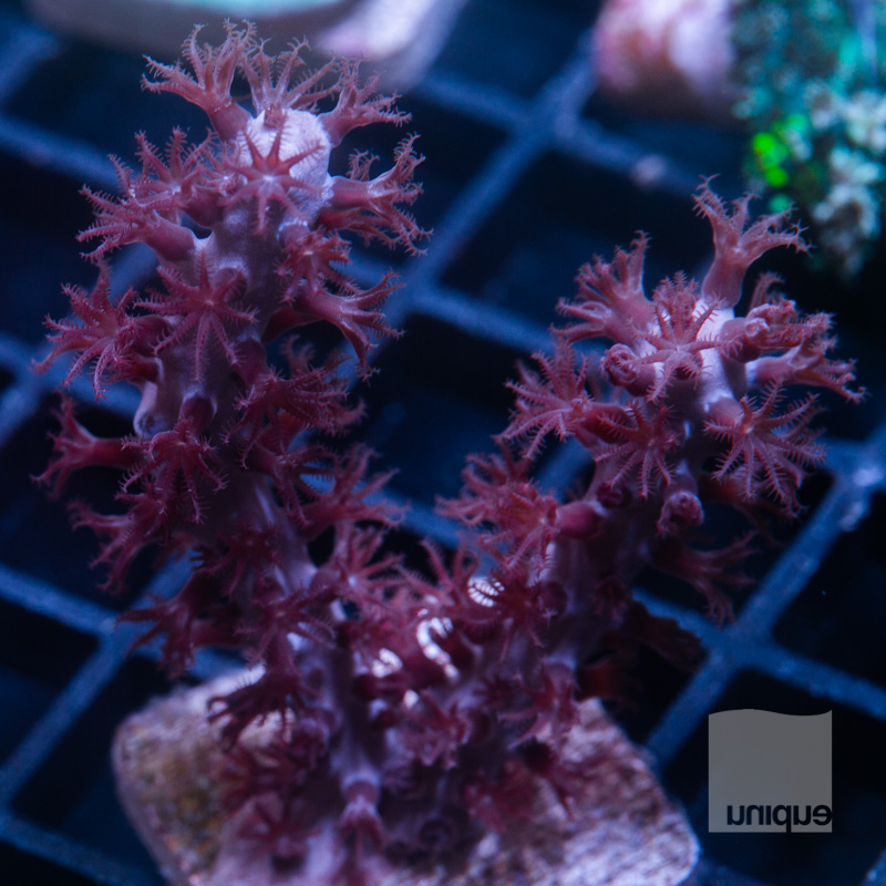 Purple Gorgonian 62 31.jpg