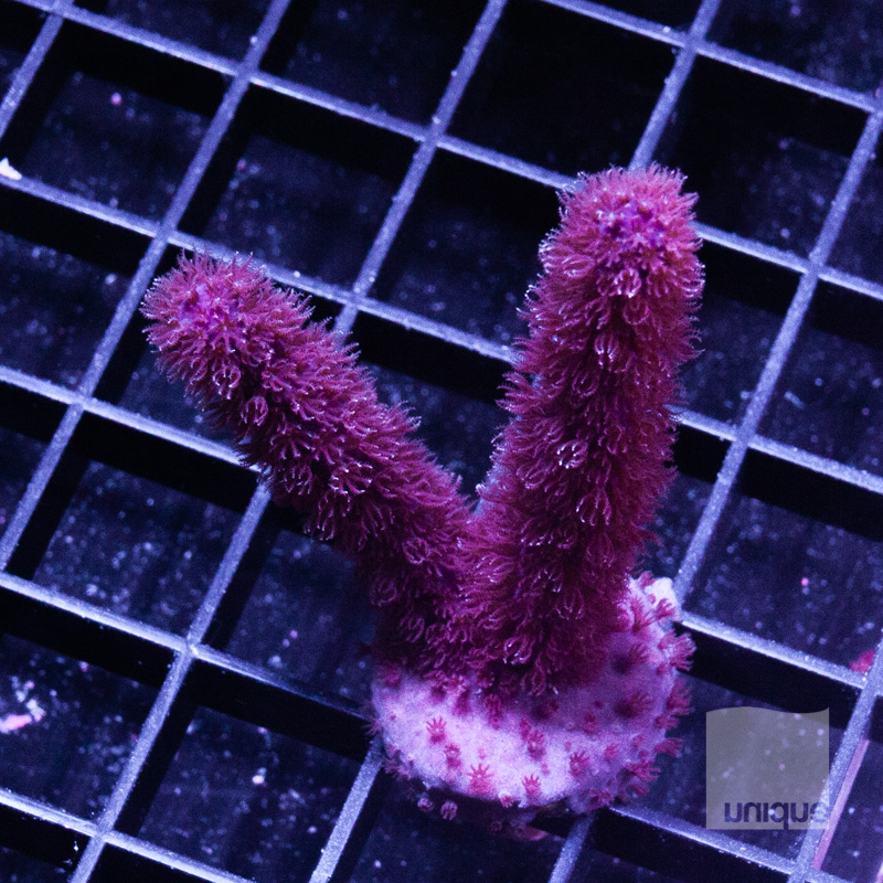 Purple Gorgonian 69 50.jpg