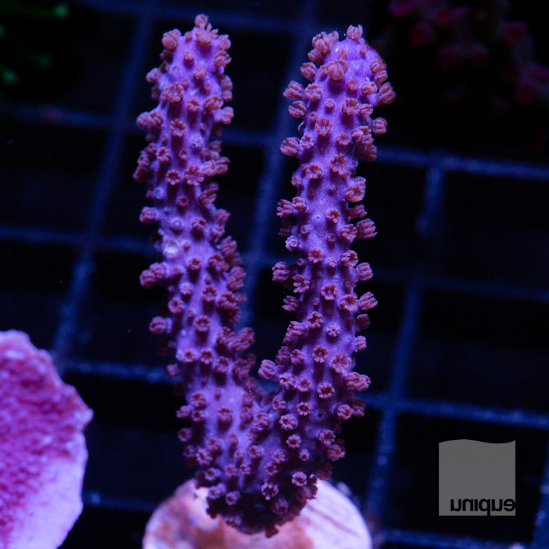 Purple Gorgonian 79 45.jpg