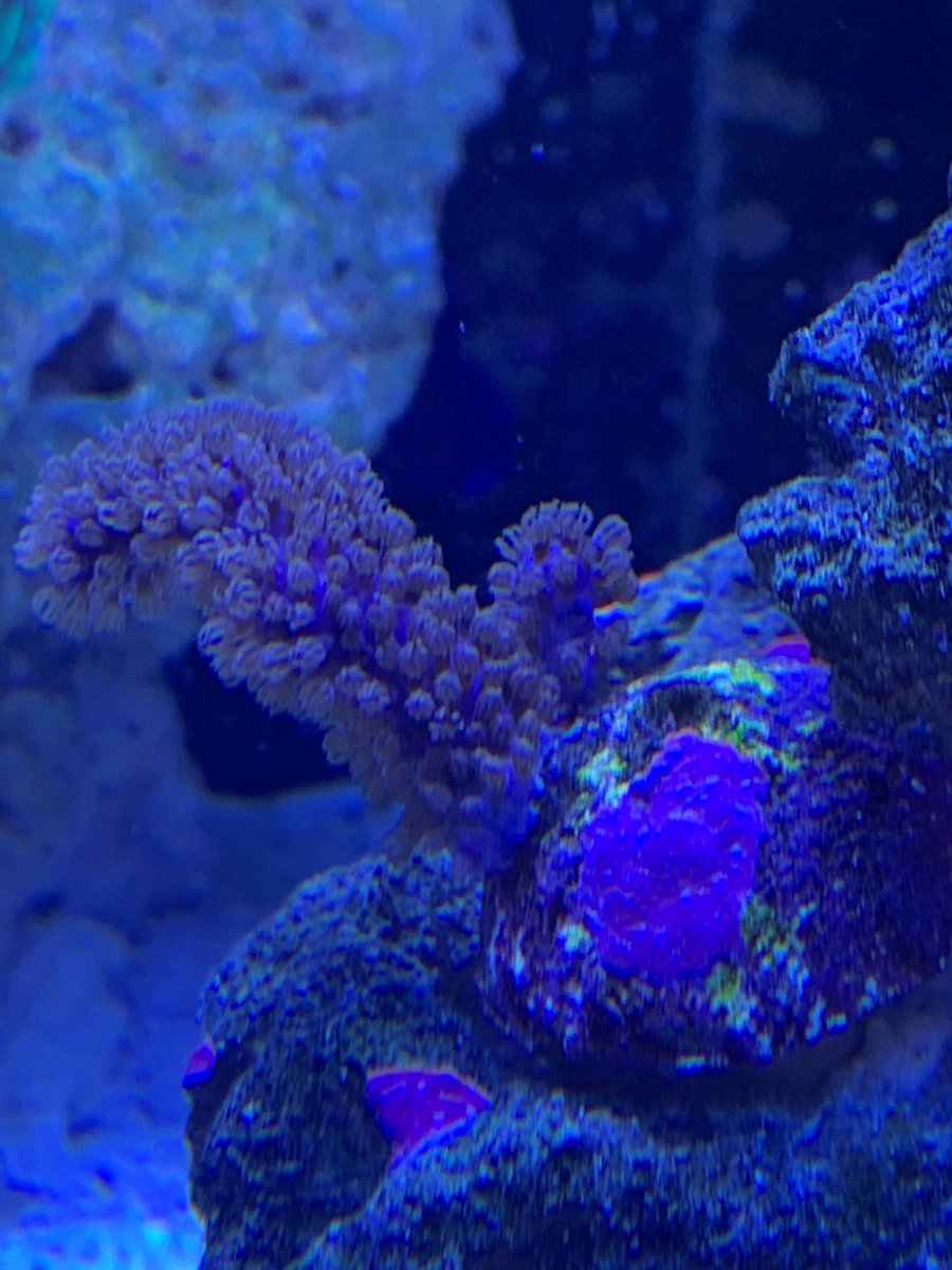 Purple Gorgonian2.jpg