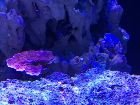 Purple Grafted Montipora Cap and Cranky Toad Stool.jpg