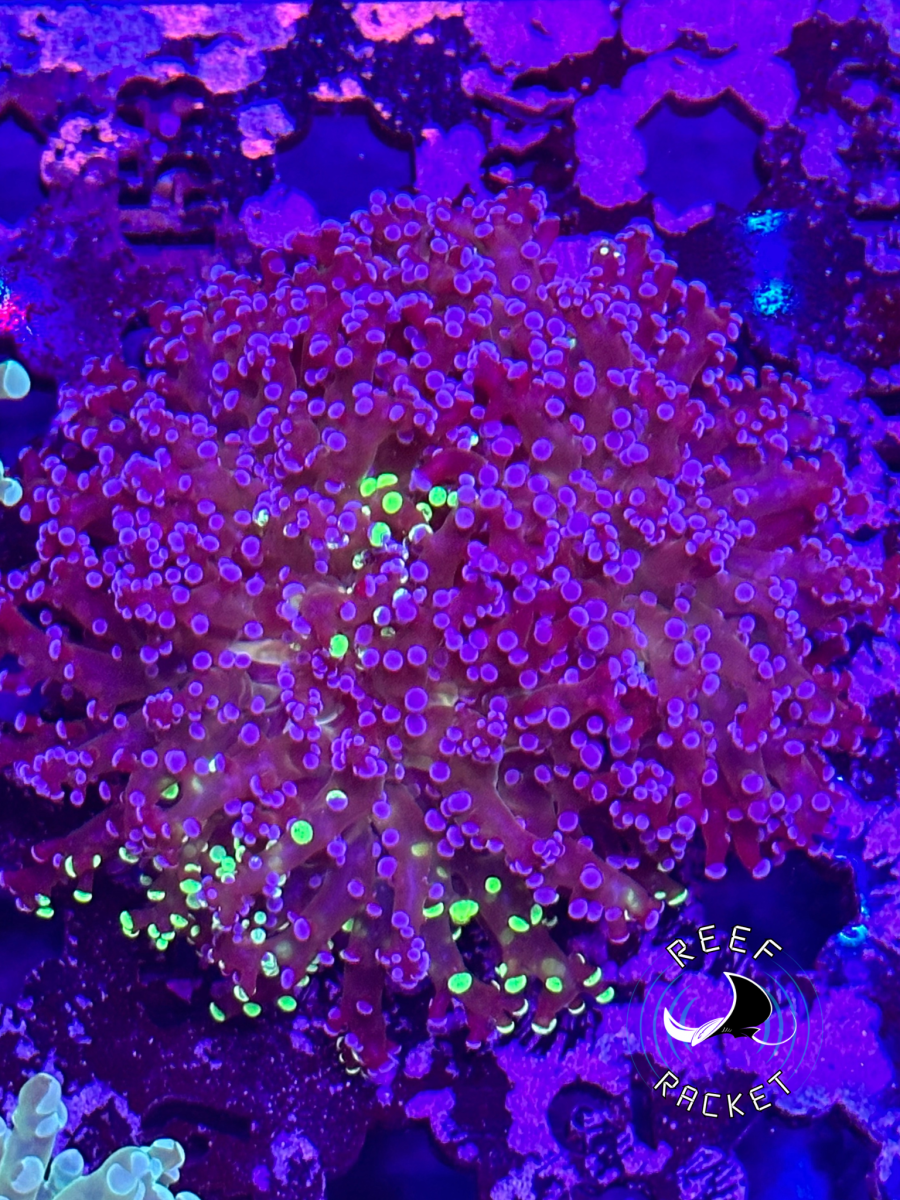 Purple Green Grafted Frogspawn.PNG