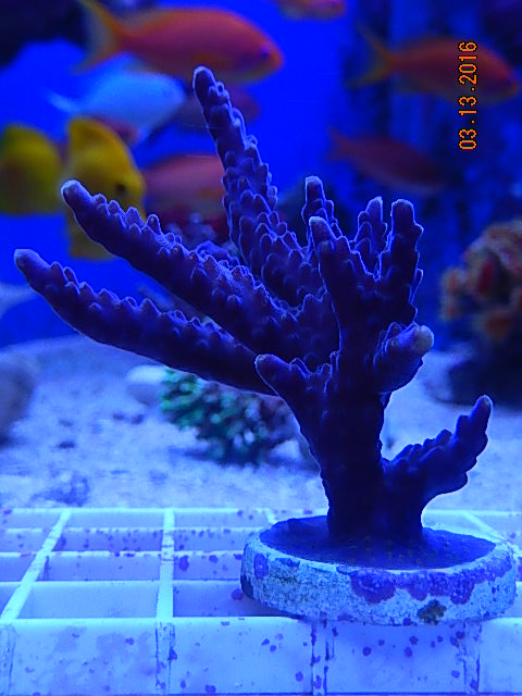 Purple.jpg