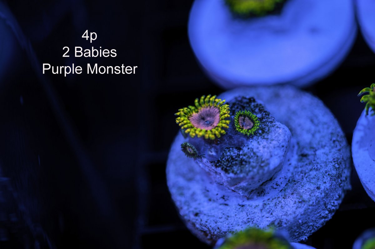purple-monster-4p-2b.jpg
