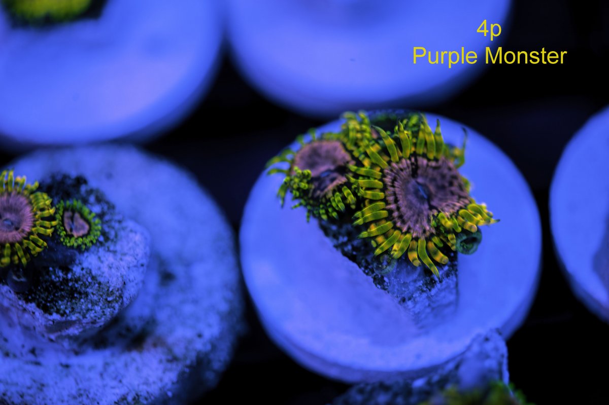 purple-monster-4p.jpg