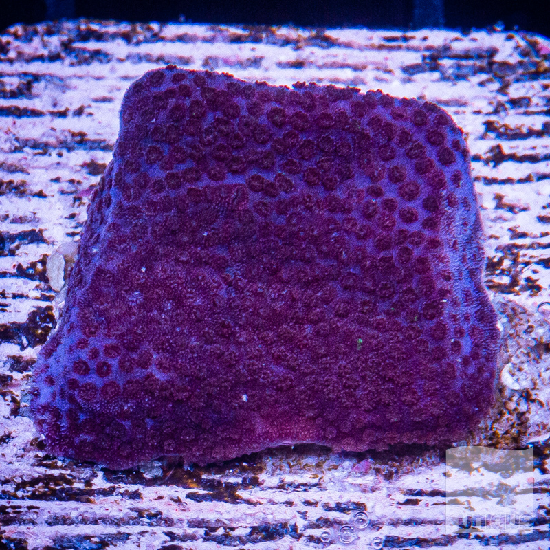 Purple Montipora 49 30.jpg