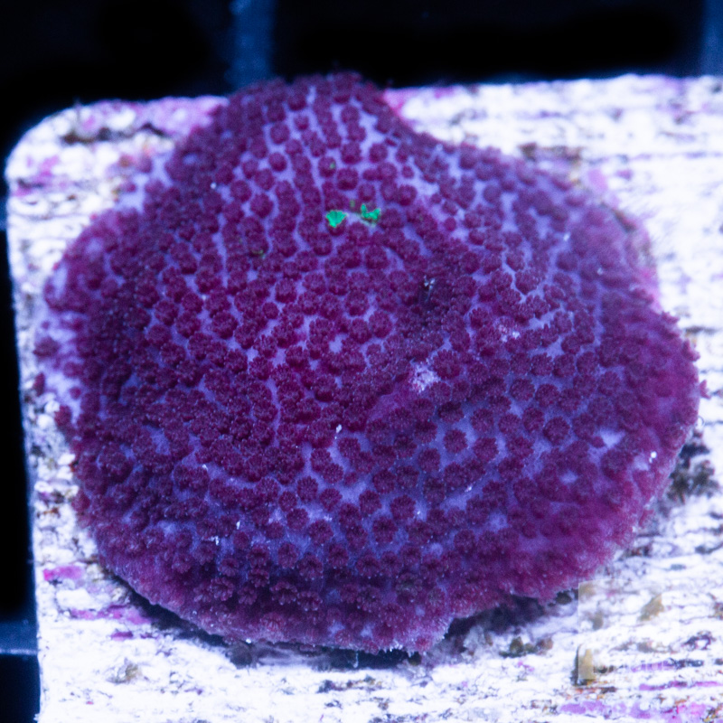 Purple Montipora 49 32.jpg