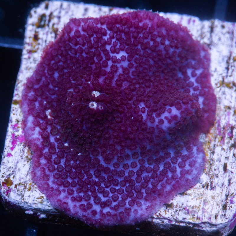 Purple Montipora 59 34.jpg