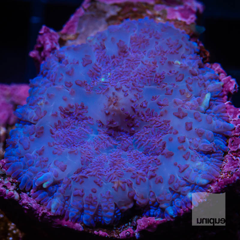 Purple Mushroom 52 32.jpg