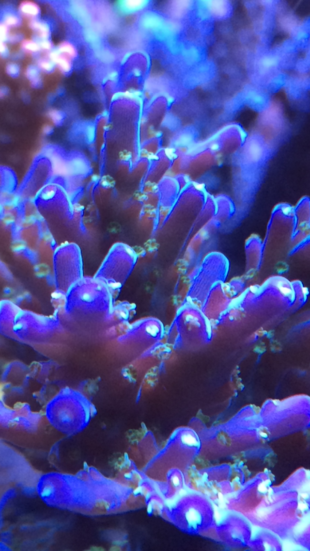 PURPLE.PNG