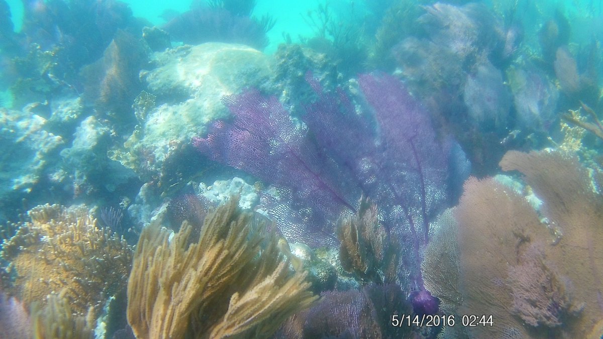 purple sea fan 2.JPG