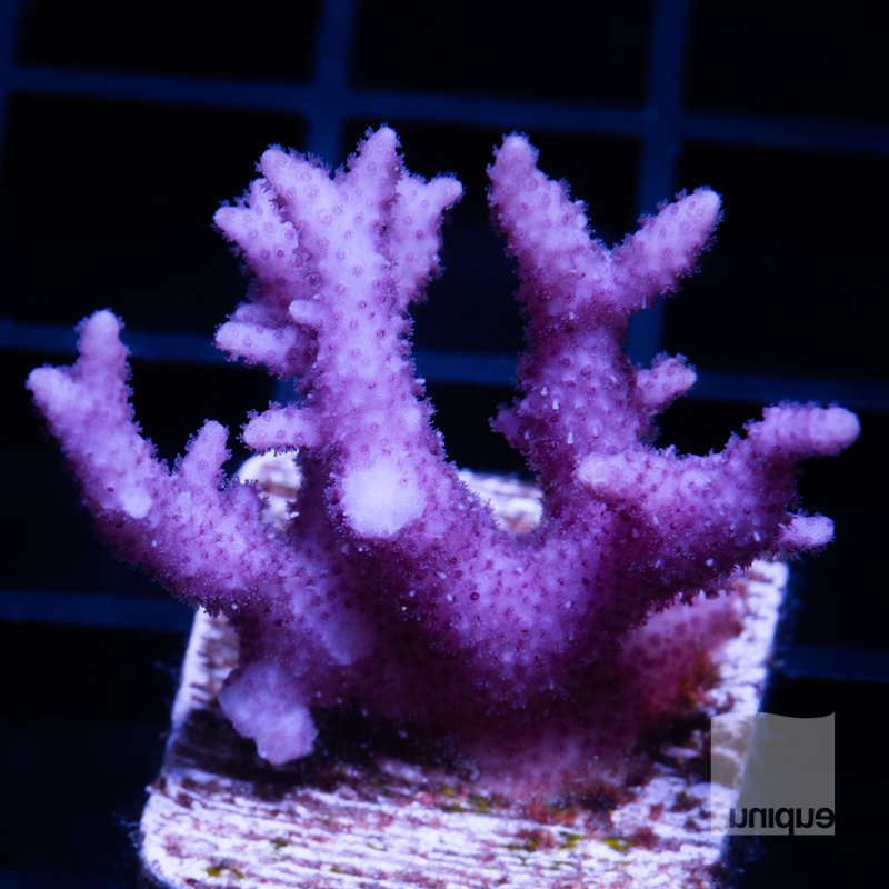 Purple Seriatopora 44 28.jpg