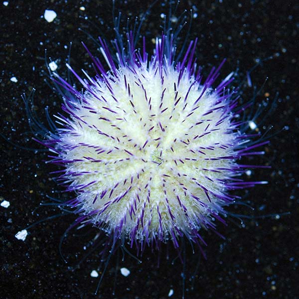 Purple Short Spine Pincushion Urchin.jpg