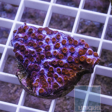 purple smoothie cyphastrea 32 49.JPG