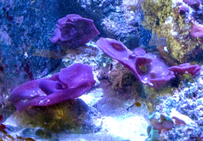 Sponge is excreting a clear liquid: Hs anyone seen this | Reef2Reef