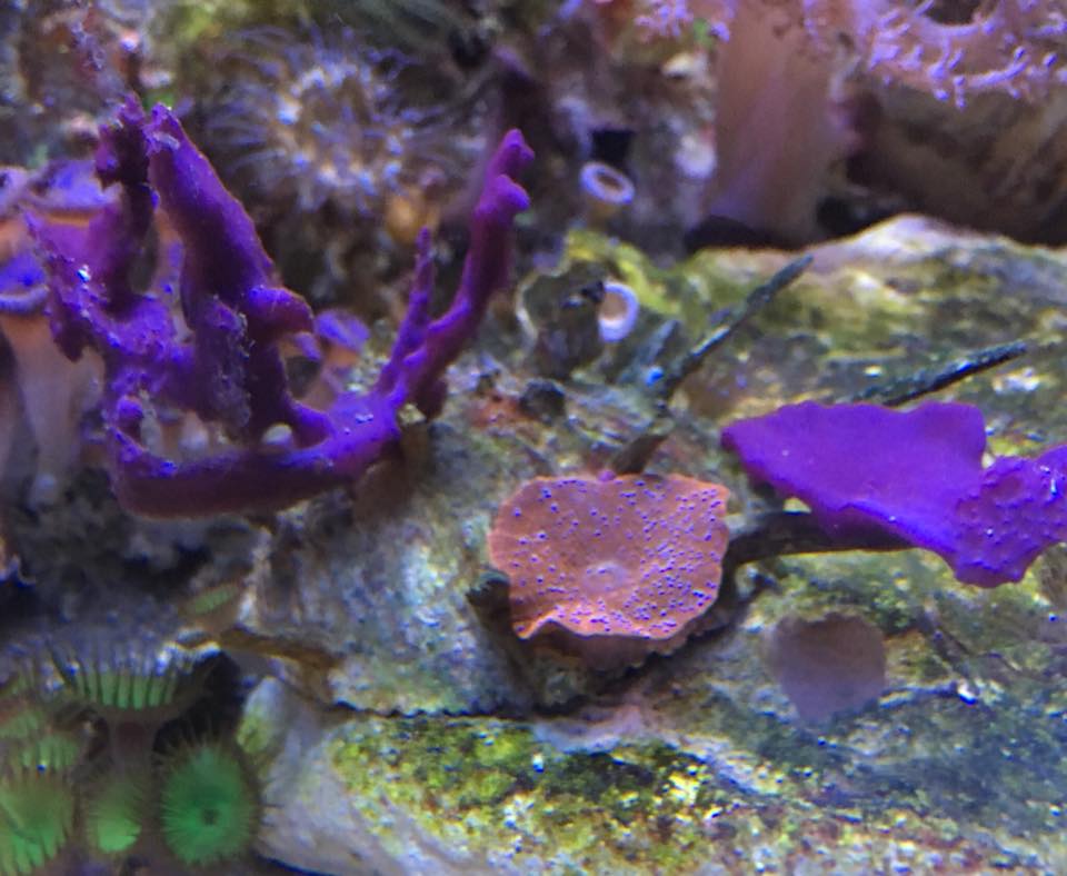 purple sponge.jpg