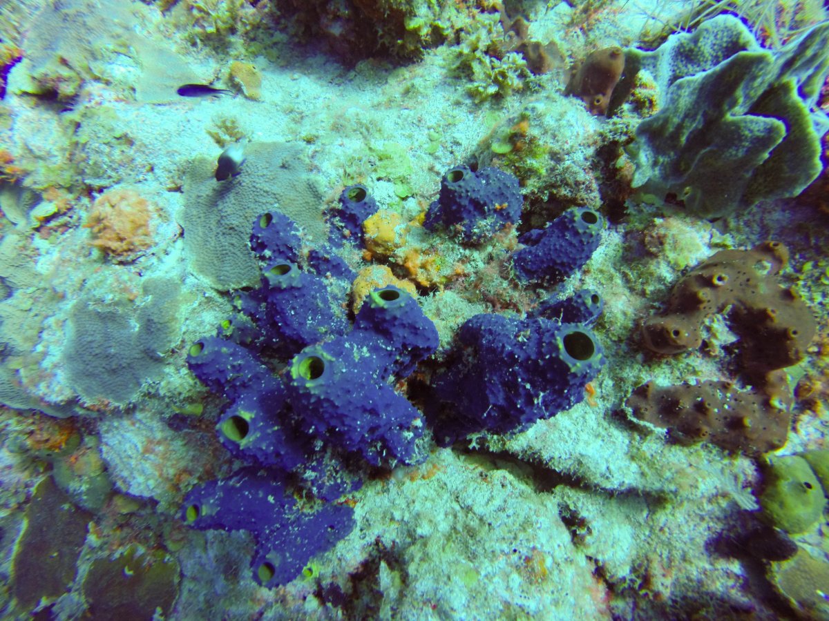 Purple sponge2 (1 of 1).jpg