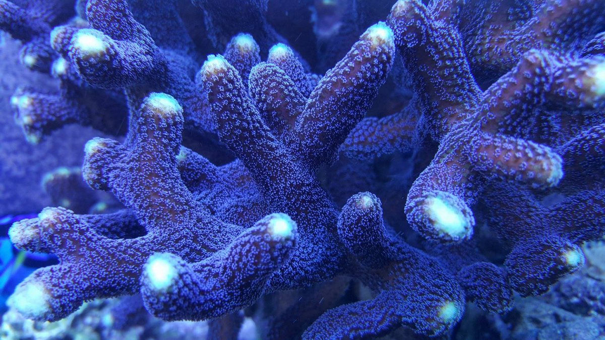 Purple Stylophora.jpg