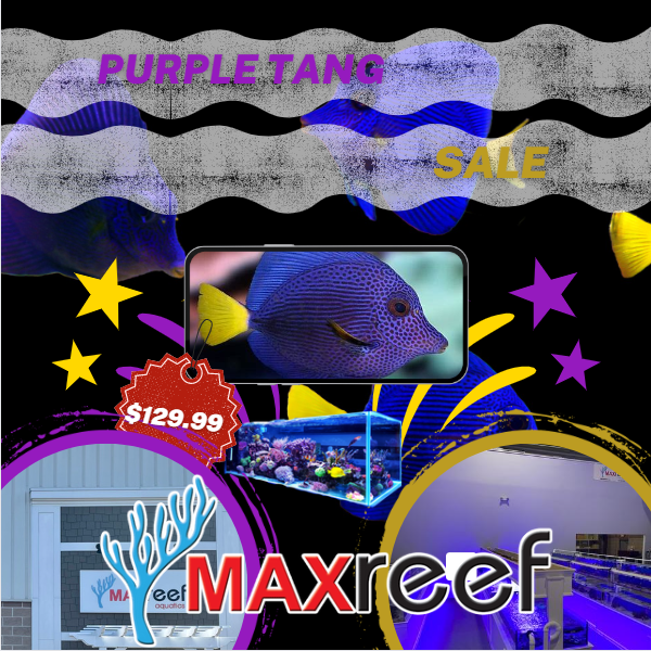 purple tang sale.PNG