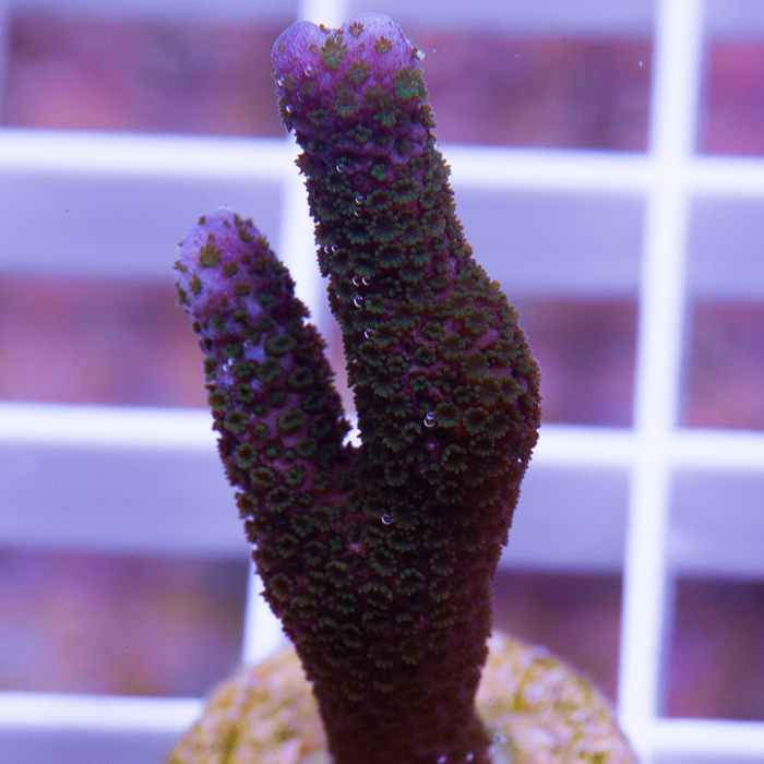 purple tip digi-5-20 (2).jpg