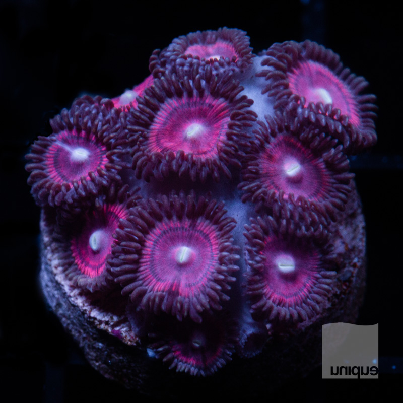 Purple Zoanthids 34 22.jpg