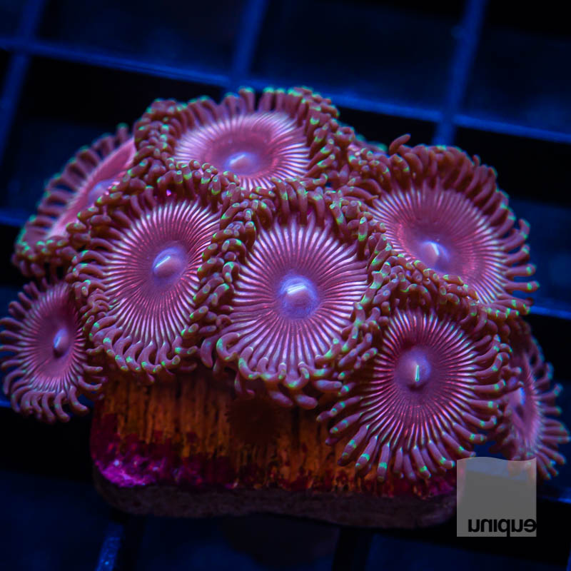 Purple Zoanthids 49 29.jpg