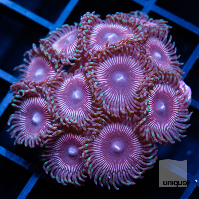 Purple Zoanthids 78 48.jpg