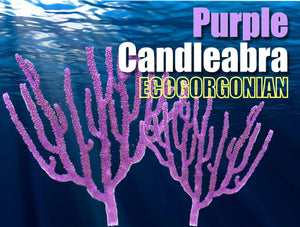 Purple_Candleablra_300x.jpg