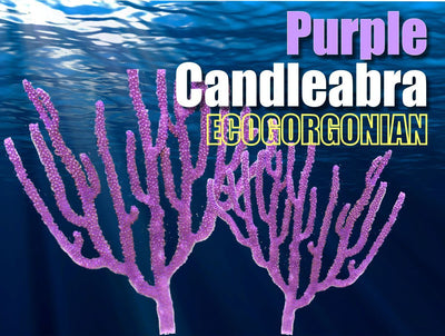Purple_Candleablra_400x.jpg