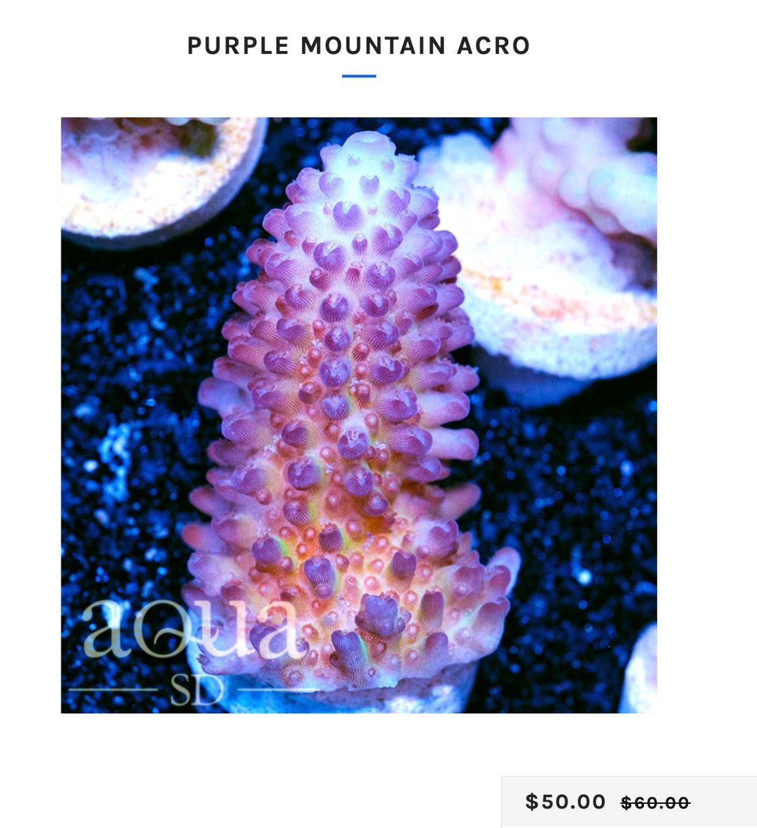  Purple_Mountain_Acro_–_Aqua_SD-(monticulosa).jpg