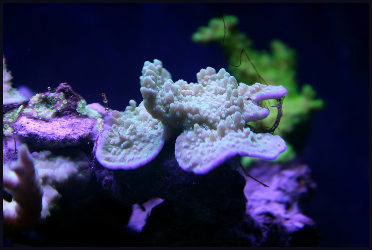purple_rim_cap.jpg