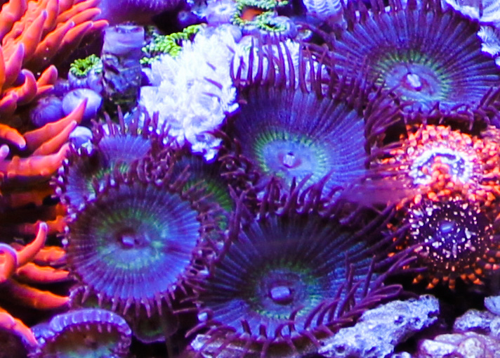 purpleringzo.jpg