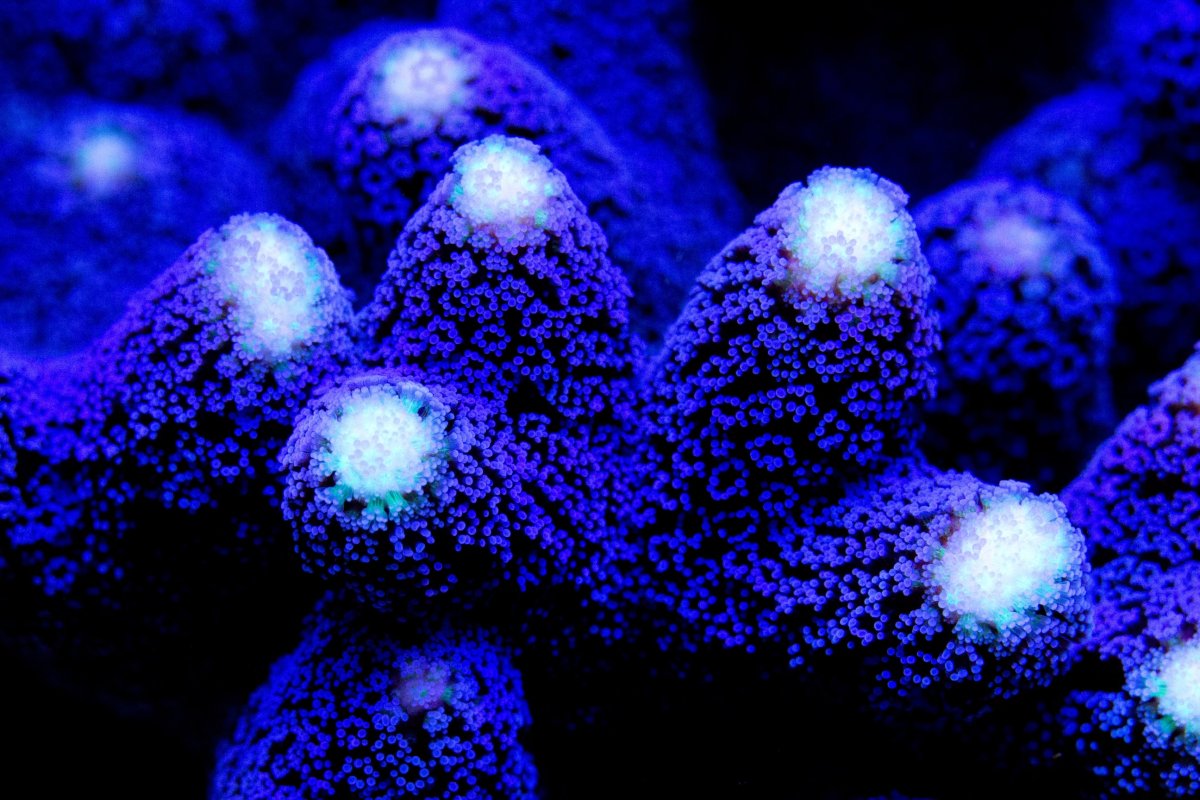 purplestylo.jpeg