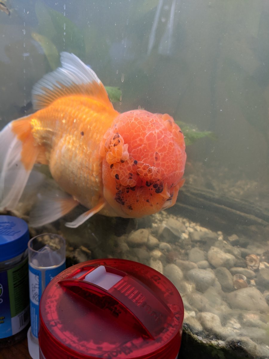 Goldfish store going black