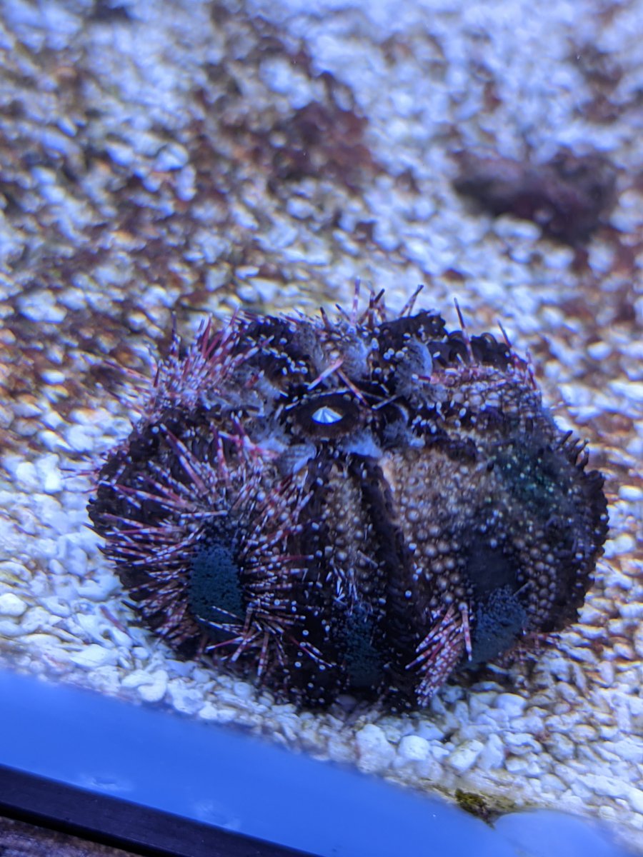 did my tuxedo urchin bite | REEF2REEF Saltwater and Reef Aquarium Forum