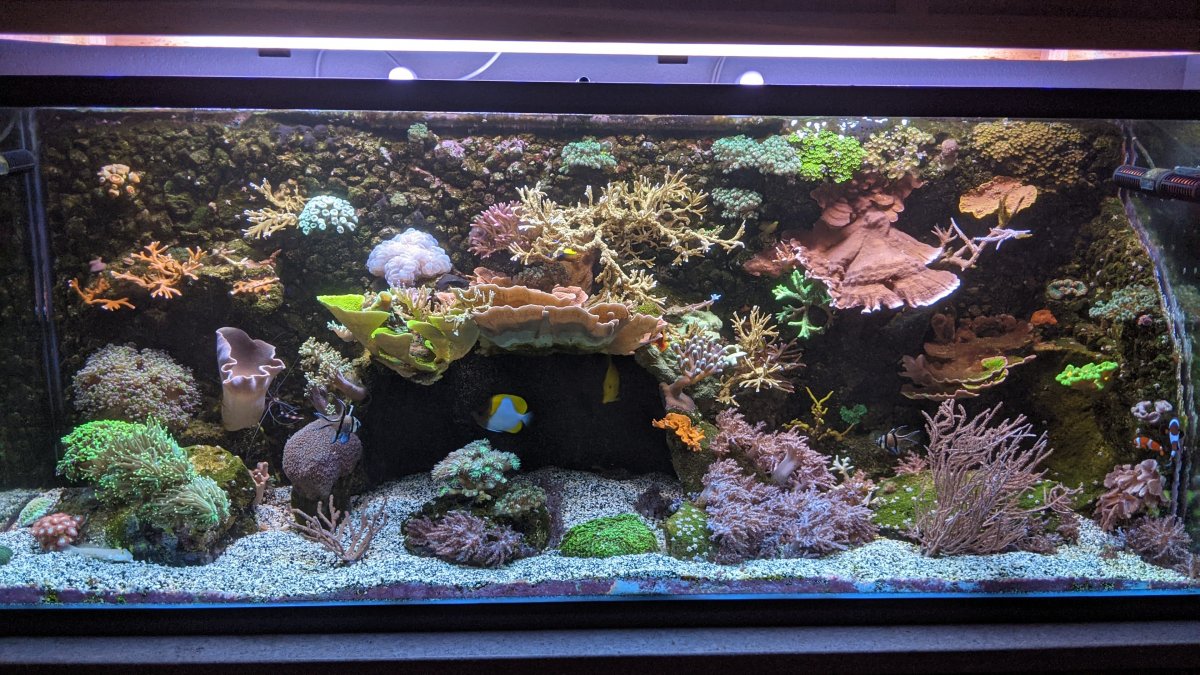 How to build a DIY 3D background | REEF2REEF Saltwater and Reef Aquarium  Forum