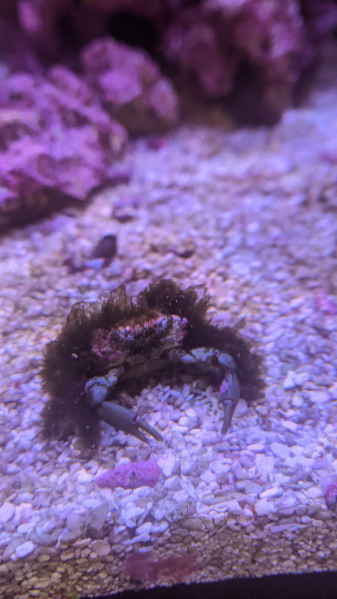 Emerald crab molt or dead | REEF2REEF Saltwater and Reef Aquarium Forum