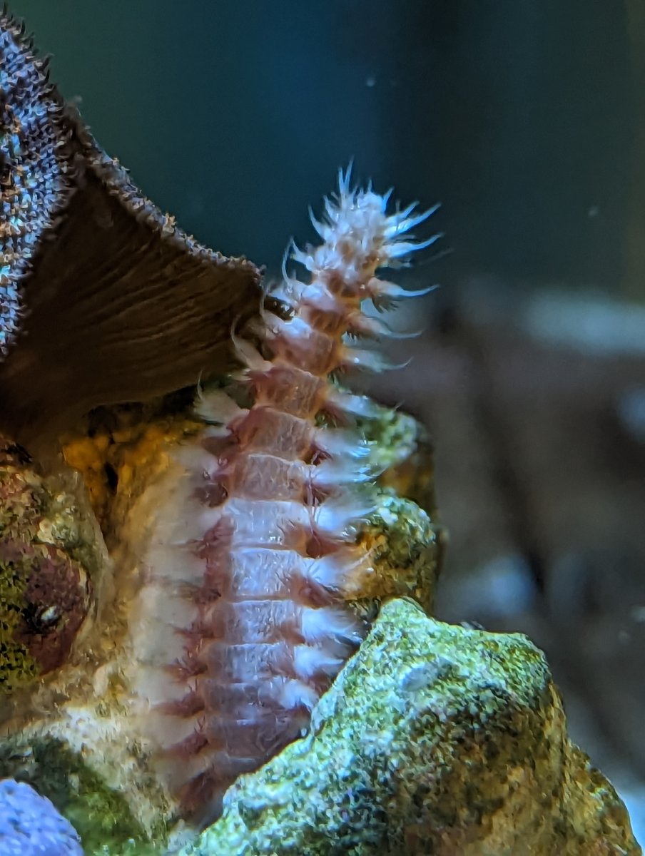 Fire worm or bristle worm? | REEF2REEF Saltwater and Reef Aquarium Forum
