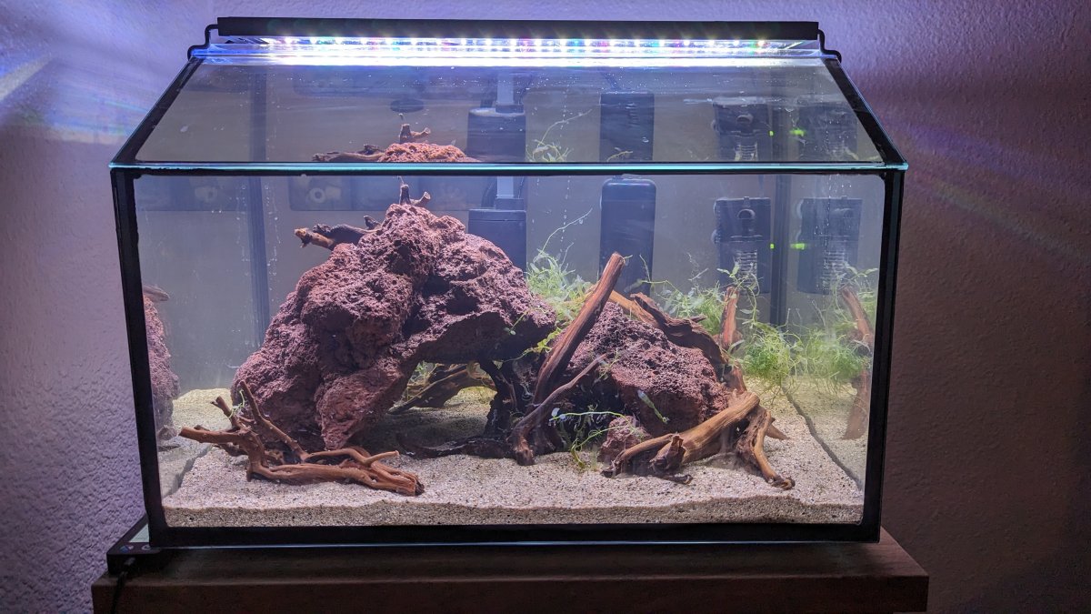 Saltwater driftwood sales in freshwater tank