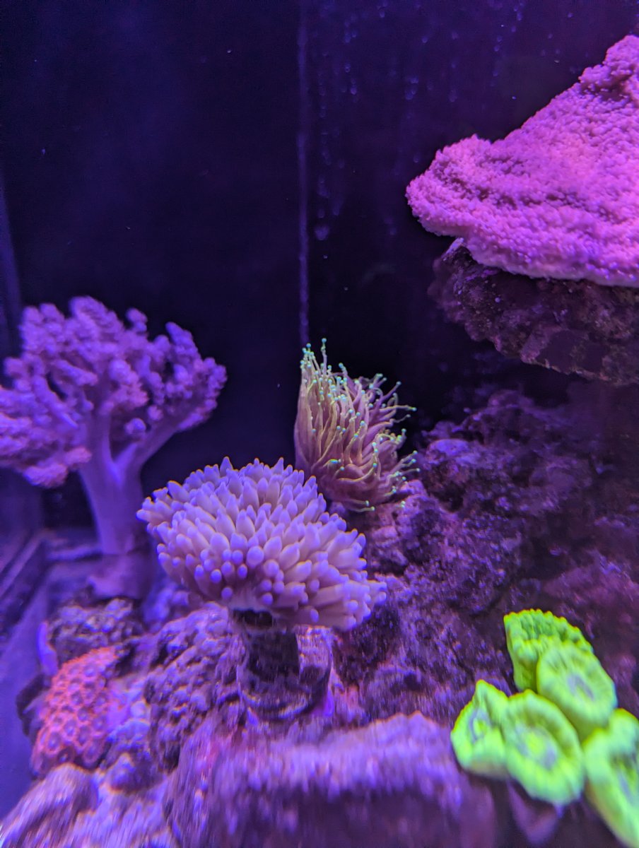 Short reef online